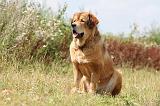 DOGUE DU TIBET 047